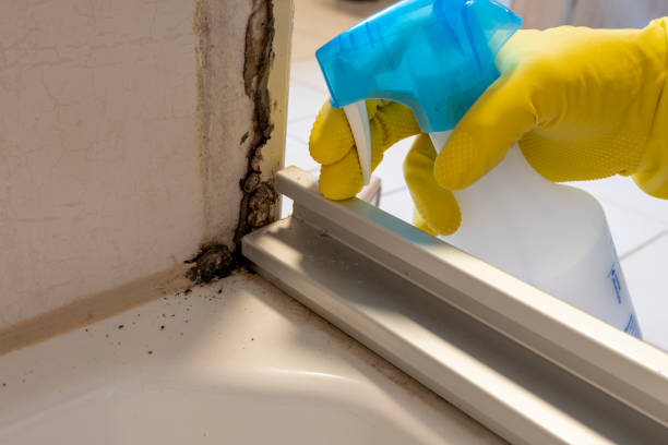 Best Same-Day Mold Removal  in Monroe Manor, NJ