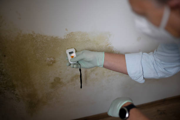 Best Black Mold Removal  in Monroe Manor, NJ