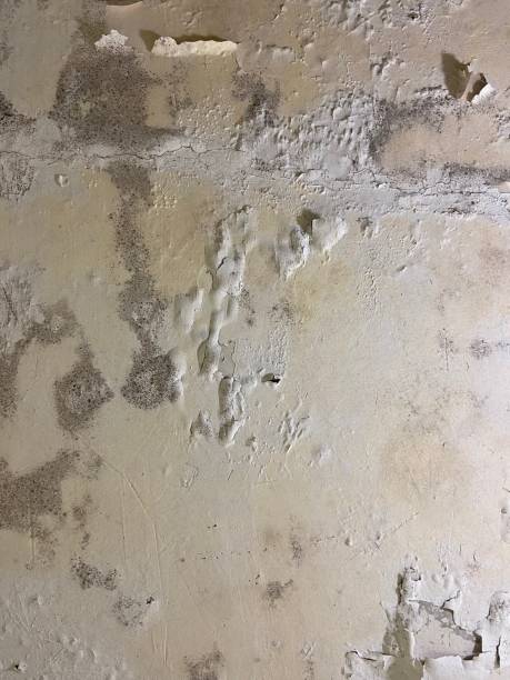 Best Mold Testing  in Monroe Manor, NJ
