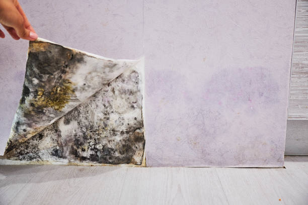Reliable Monroe Manor, NJ Mold Removal Solutions